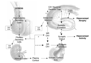 HPA Axis